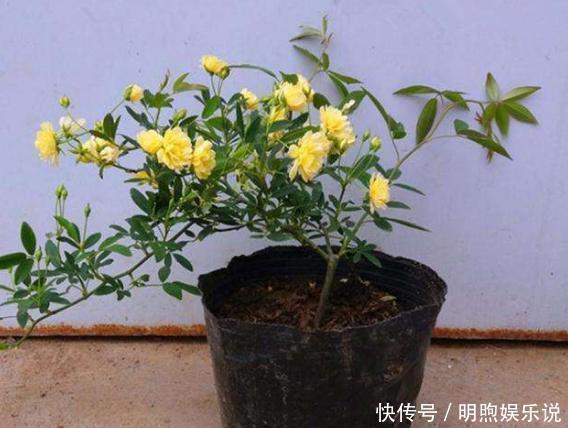 年长|院子再小，也要养棵它，2年长一片，开花特别美，左邻右舍都说香