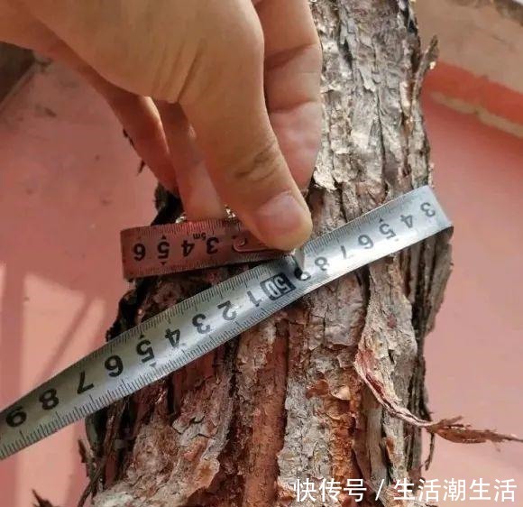 50年的桂花树，卖了5万块钱，大家觉得值吗！