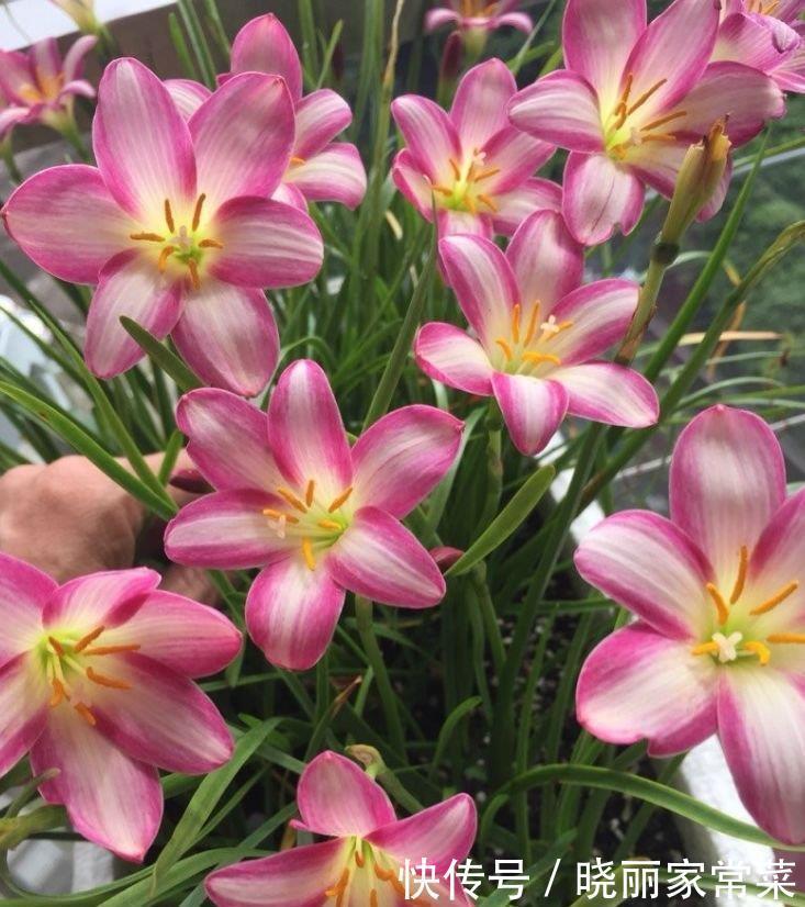 家里阳台养此款花,新手也能养爆盆,花色艳丽,花开枝繁叶茂,美