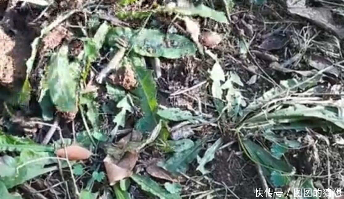 蒲公草|农村这植物被称为“草药皇后”根茎极为珍贵，外面一斤20元