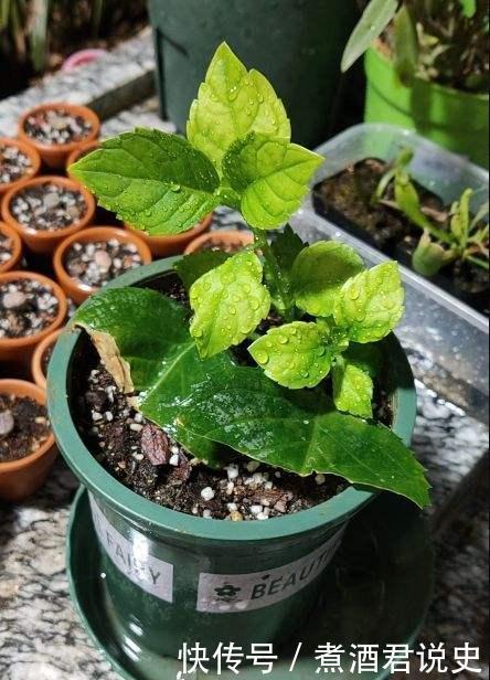 多菌灵|扦插最佳时期到了,有这花赶紧插,沾土就能活!