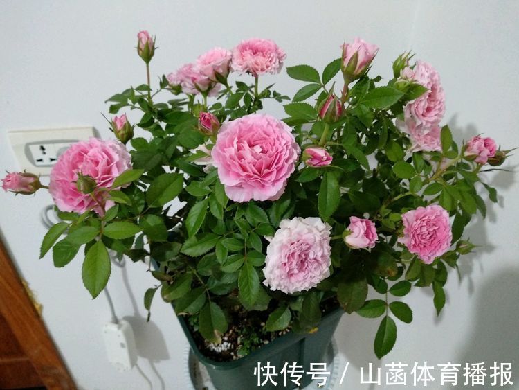 喜欢玫瑰,就试试“高档玫瑰”布里顿玫瑰,红艳欲滴,气质典雅!