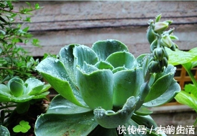 土壤|在家种植落地生根,你没有听错,这就是一个美丽的盆栽