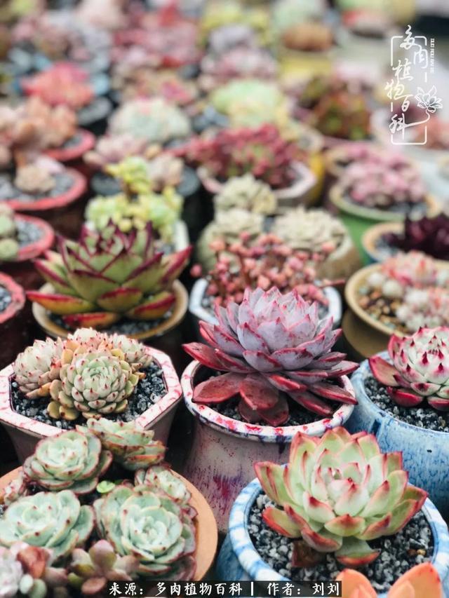爱多肉,爱生活,我们是一群快乐的养肉人!