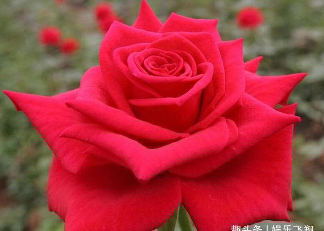 摩羯座|预计下周,缘分桃花结实累累,往后余生绝不辜负爱情的4大星座