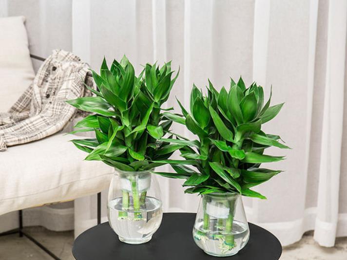 客厅|建议养花的人,别养富贵竹了,这种“竹子”更适合养护