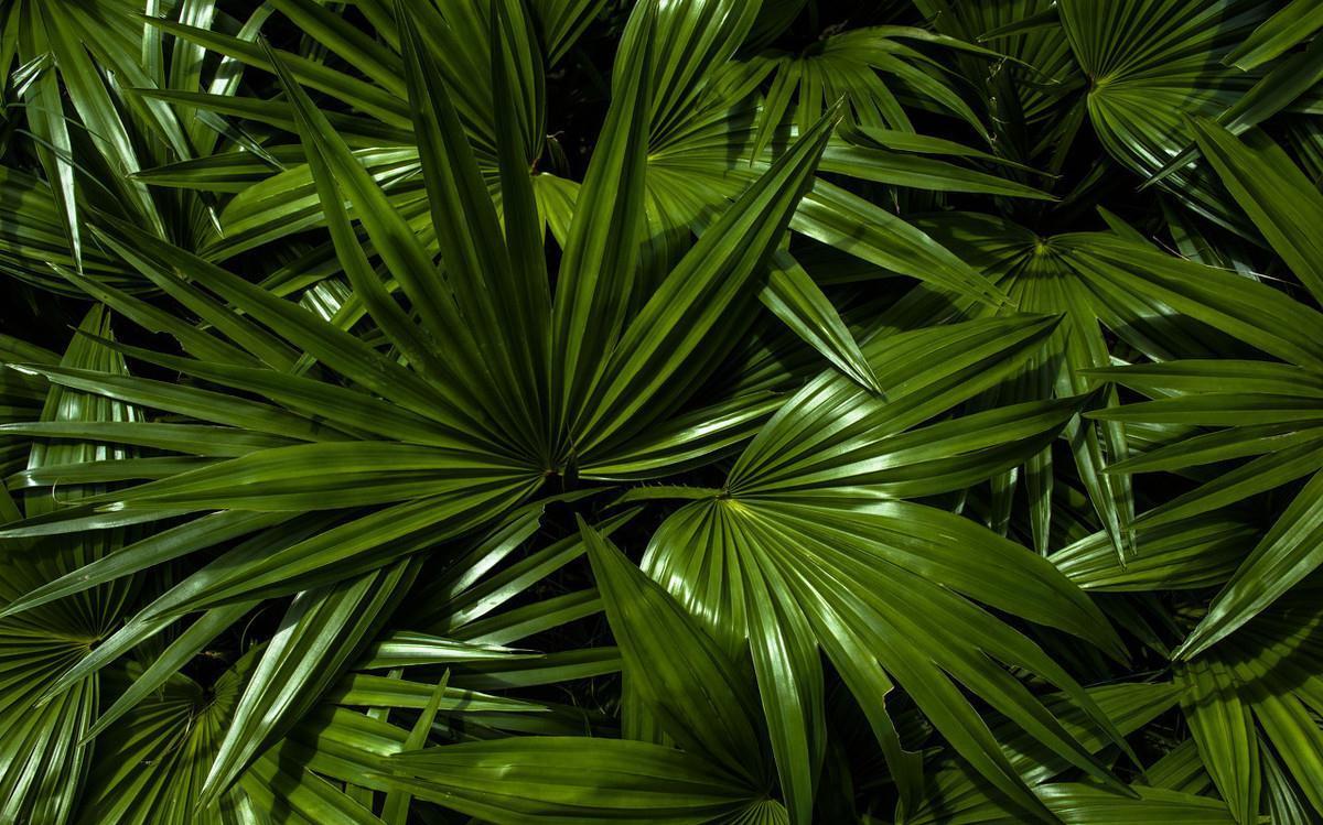 盆栽散尾葵叶片不够油绿,做好这些事情,生长旺盛叶片亮绿