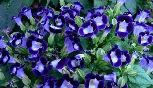  花似|花期最长的4款花，周年开花，花似玫瑰，植株低矮