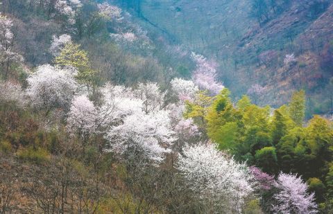 宁国市3000余亩野樱花悄然绽放