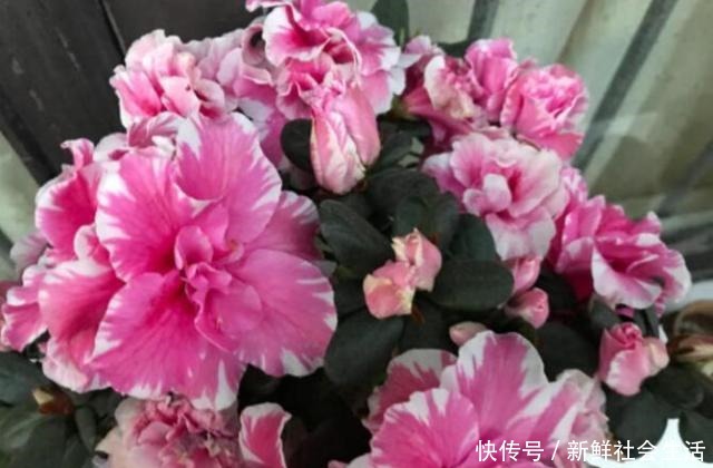 这花让人太心动，60元一盆咬牙买，冬天“赏花”全靠“它”！