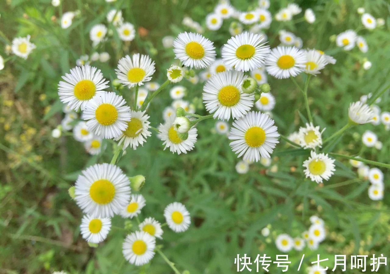 解酒草|被称之为“解酒草”的它,也是一剂肠胃病“特效药”,遇见要珍惜