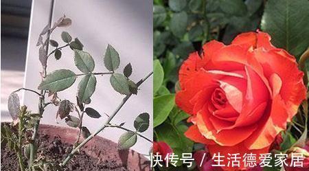 枝条|月季修剪的关键期来咯，看完这篇，持续爆花到冬天