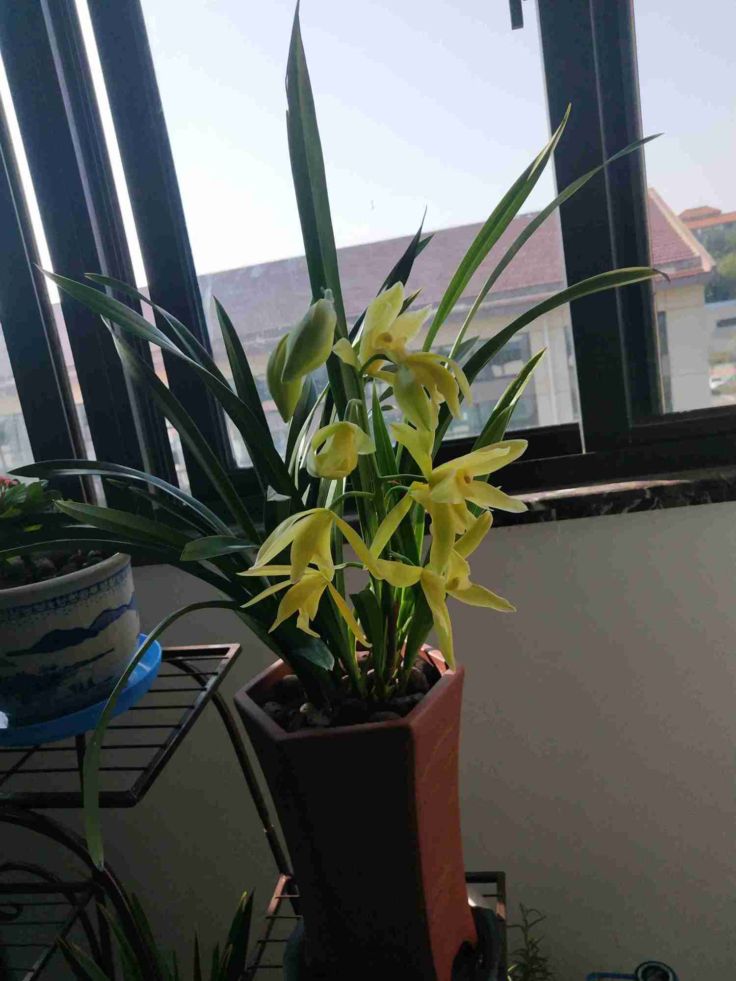 最适合新手养的兰花,好养易成活,开花勤快,香气四溢,还很便宜