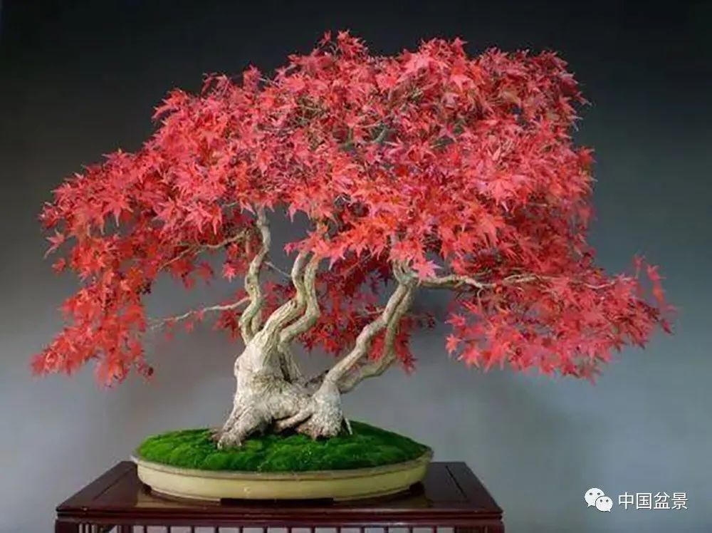 盆景养殖不在多而贵在精,你能养成这样吗?
