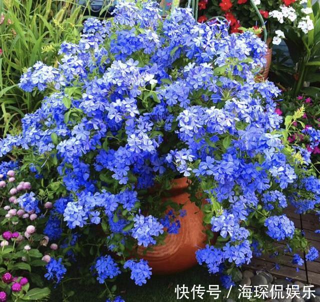 花卉|夏天还买花5种花枝条“折1根”,扔花盆里,萌发“小根系”