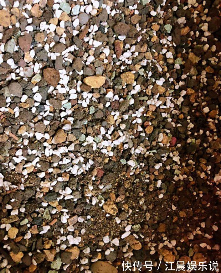 多肉叶子皱皱巴巴别光浇水，多半是伤根该换盆了！