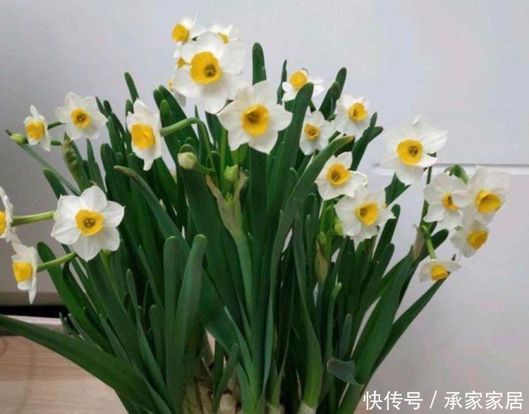 养花就养盆好养的,花大色艳很漂亮,造型奇特,超引人注意