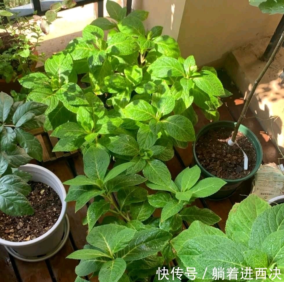 顶芽|冬天养绣球，不能太娇贵，冻一冻旱一旱，花芽挤满盆，开成大花园