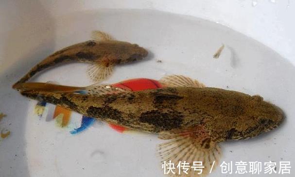 5种“逐渐消失”的小鱼，过去被嫌弃少人吃，如今却“价值不菲”