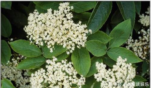 农村一种树,全身都是宝,用它泡酒用,治疗风湿有奇效