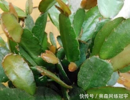 “它”的汁液，对“蟹爪兰”有奇效，一杯“水”一株变数株！