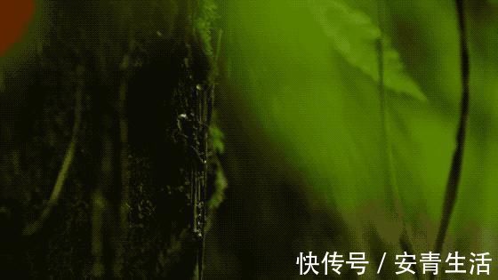 大堰塘|一家四口隐居深山中，三年无经济收入，他们凭什么生存