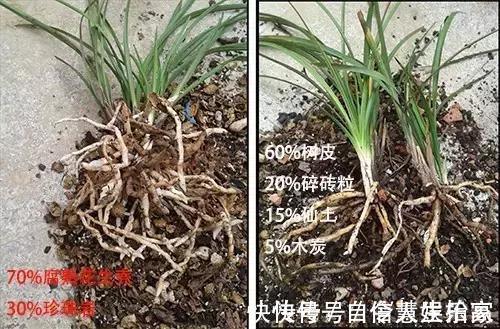 脱盐|这2种“壳”丢了太可惜,埋花土里3年不板结,种什么花都旺!