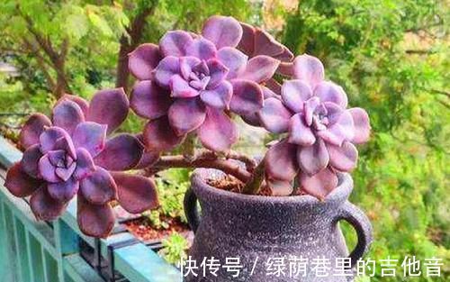 多肉|多肉叶子不着色,该怎么解决?做到这些,上色容易还格外好看