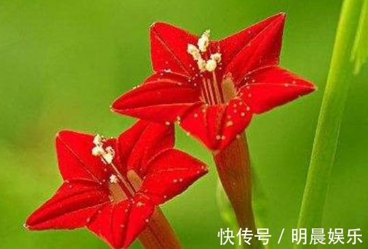 茑萝松|喜欢菊花，不如养盆“埃及众星”，花朵五角星，鲜红欲滴