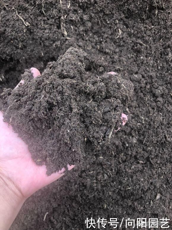立春过后养花，自己学会配土，有机质含量高，种月季很好用
