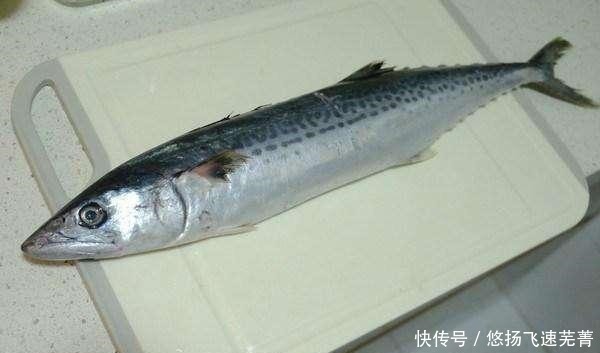 厚实|肉质厚实、肥嫩,有弹性,刺少,味道鲜美,带你做美味鲅鱼!