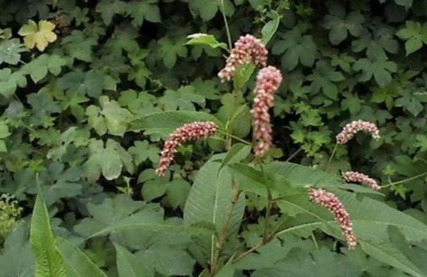 嫩叶|有种野草没人要，花瓣能酿酒，嫩叶能“毒鱼”，可以吃也可以入药