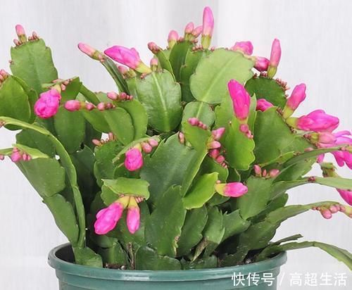 自然规律|养兰花、蟹爪兰和君子兰需记住,不能触碰三点,这是自然规律