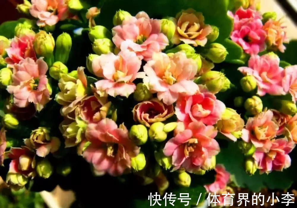 长寿花这样伺候，健康又长寿，开完一茬又一茬