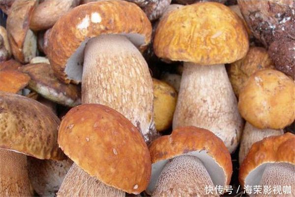 牛肝菌科|女性不想生病,3种食物多吃点,补肾活血,祛皱润肤,利于健康