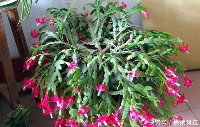 爆花|2种不要的“垃圾”,却是养花的“花肥王”,蟹爪兰吃一点就爆花