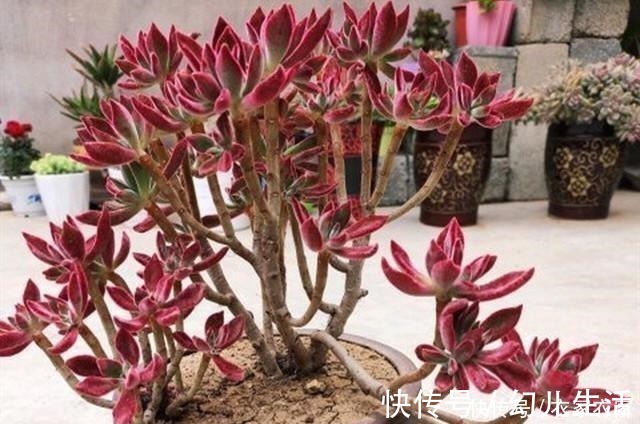 多肉|喜欢养多肉不能错过锦晃星,毛茸茸、红彤彤,相机都拍不出它的美!