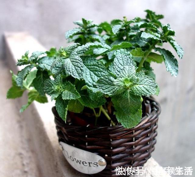 仙人球|家里养这5种花，怎么折腾也不死，养一盆爆一盆，懒人也合适