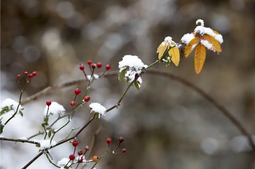  大雪|【鸢都壁纸】今日，大雪！