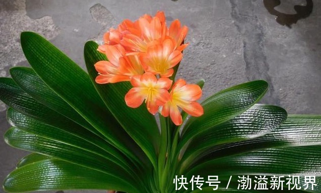 土壤|养君子兰,学会关键1招,叶片油绿,花开不停,一次开花几十朵!