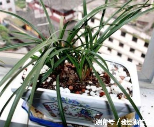 种植|想刚种植的兰花服盆快,这个步骤不能漏,再做好缓苗,就能快服盆