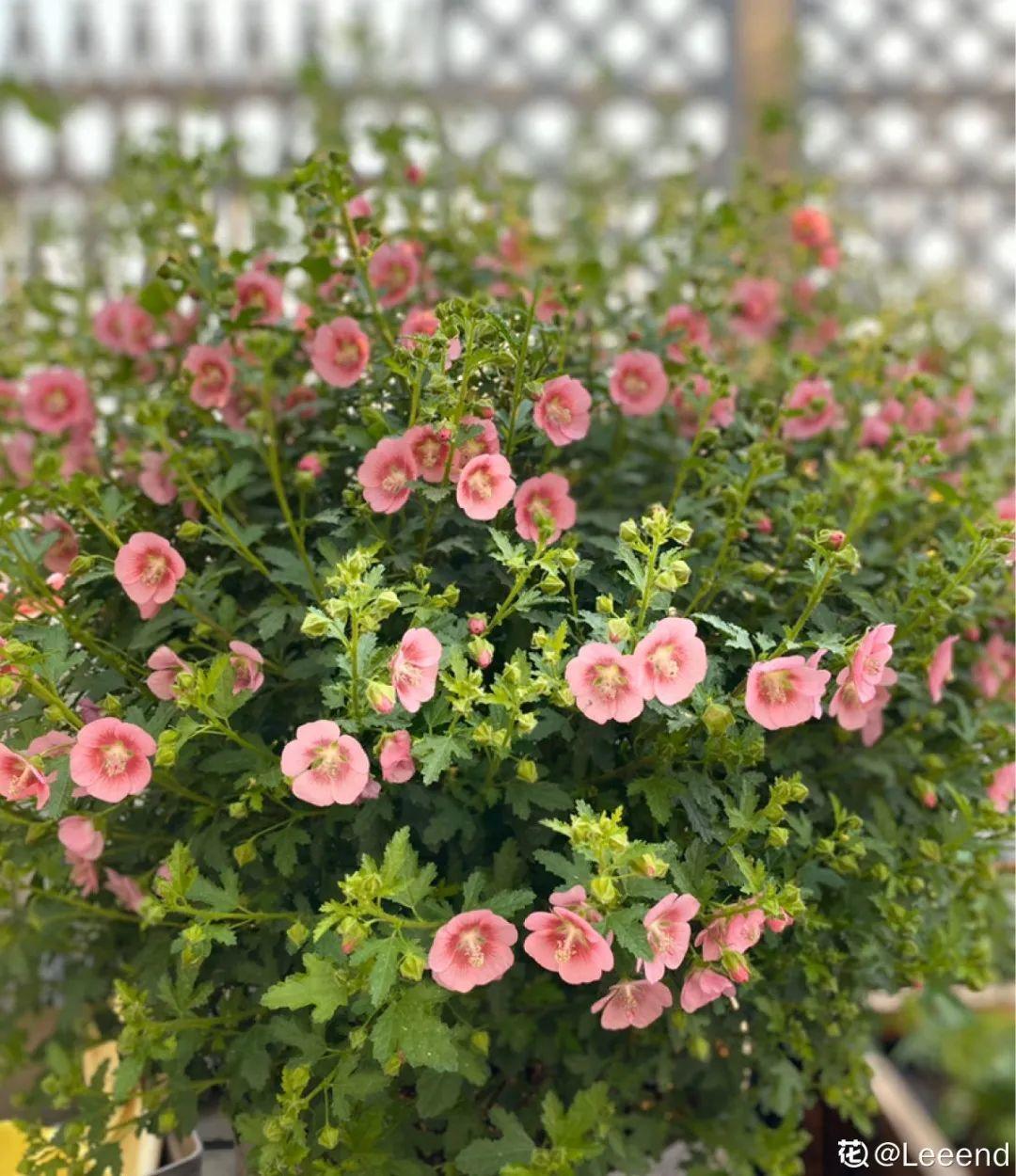 蓝目菊|蓝雪花妥妥的开花机器,花量大、花期长,让人不得不爱