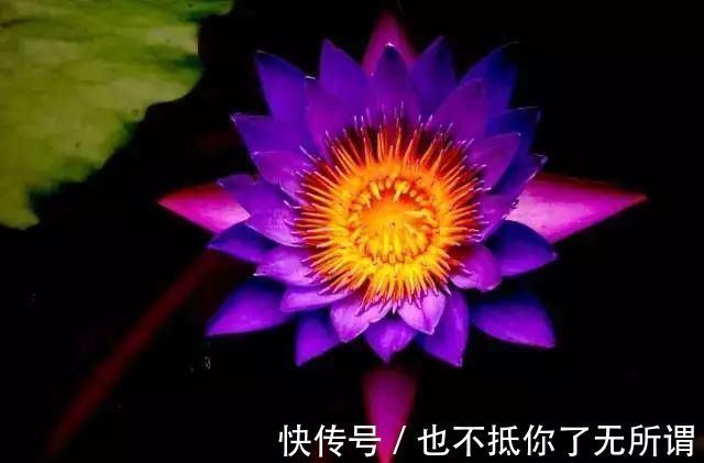 龟甲牡丹|世界上最名贵的花,一盆就是一座房子!