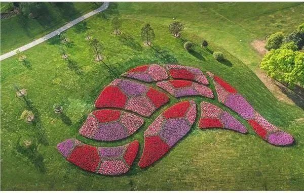 花坛|松江这座大花坛，空中俯瞰更壮观！