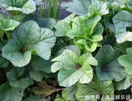 价值|乡下一种野草，价值珍贵，是一种珍贵的良药，可防止疾病