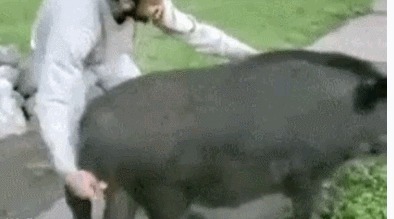 |搞笑GIF：本以为可以瞒天过海 结果还是被发现了