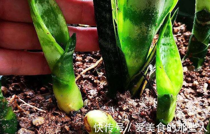 霜降后,浇花要当心,4盆花最容易烂根,把握分寸很关键