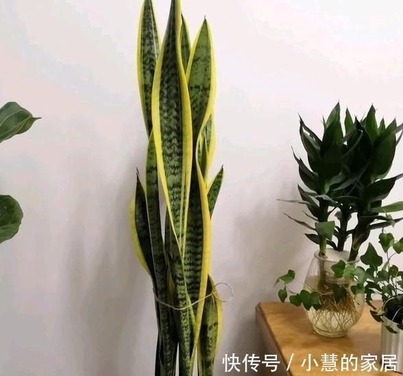 虎皮兰窜出1米多高，先别高兴得太早，虎皮兰不是越高越好