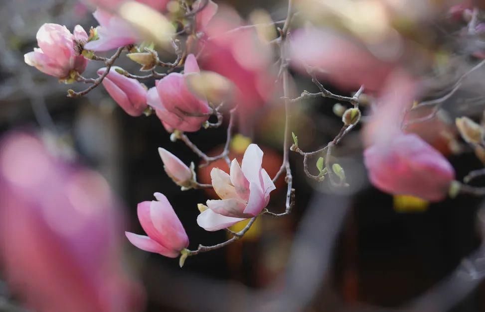 繁花烂漫迷人眼，香洲这里春色如画...