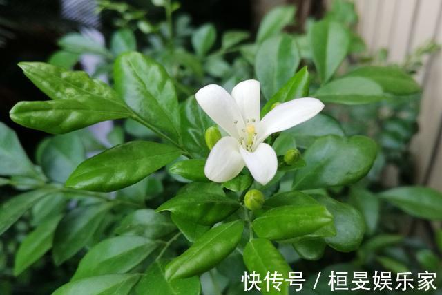 阳台养一盆它，比桂花栀子花还香，教你“3招”，长成盆景开满花